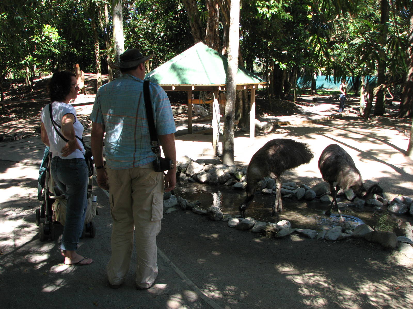The Rainforest Habitat - Emus in the walk-through Kangaroo and Wallaby encl