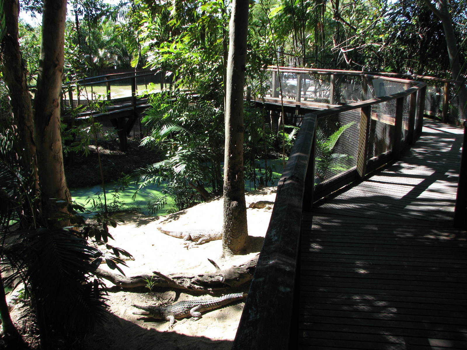 The Rainforest Habitat - Freshwater Crocodile exhibit