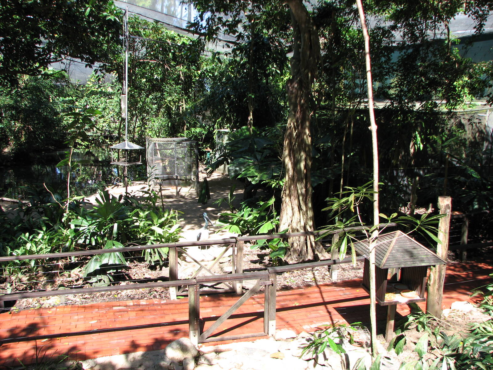 The Rainforest Habitat - Inside the walk-through aviary