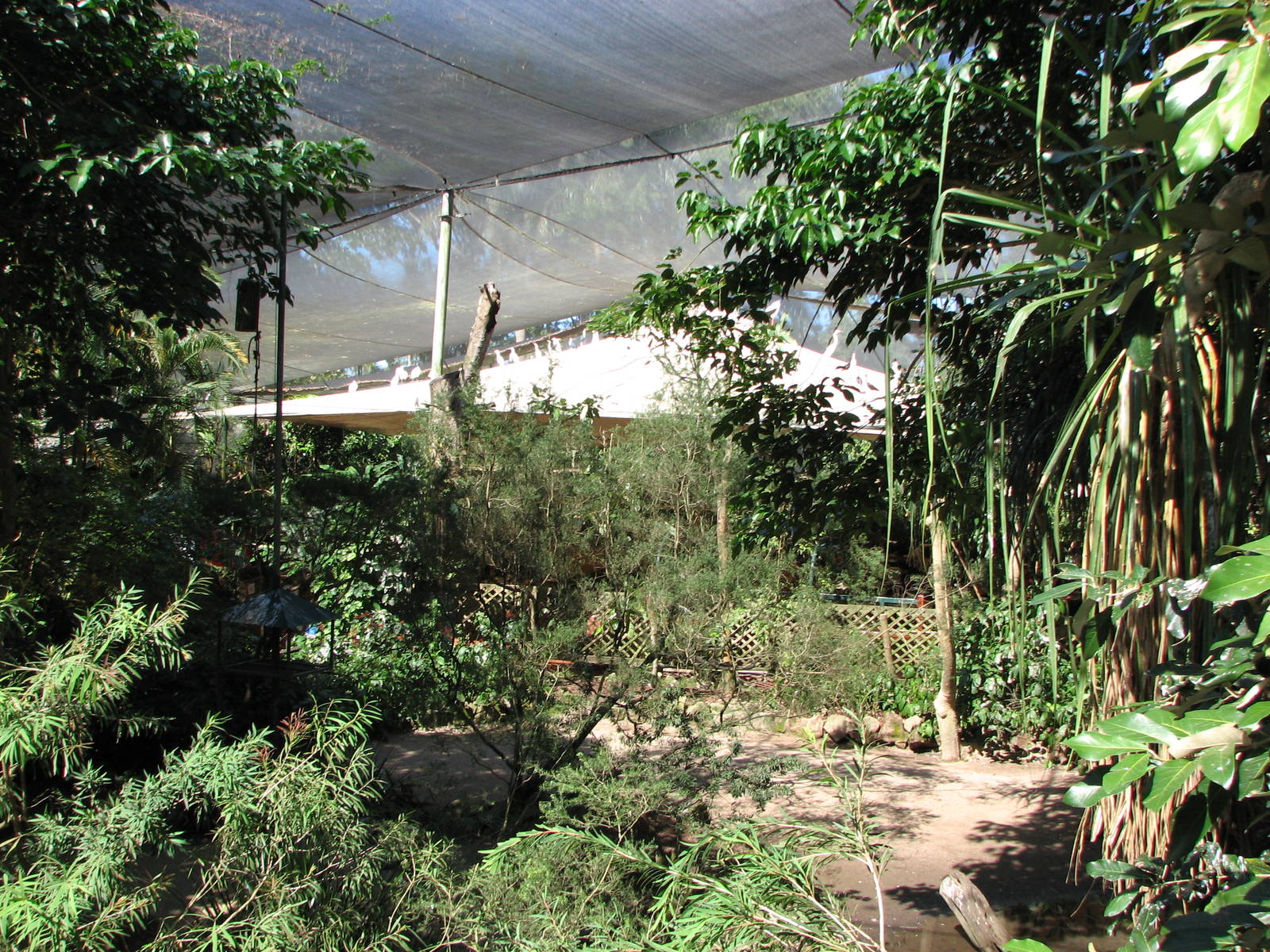 The Rainforest Habitat - Inside the walk-through aviary