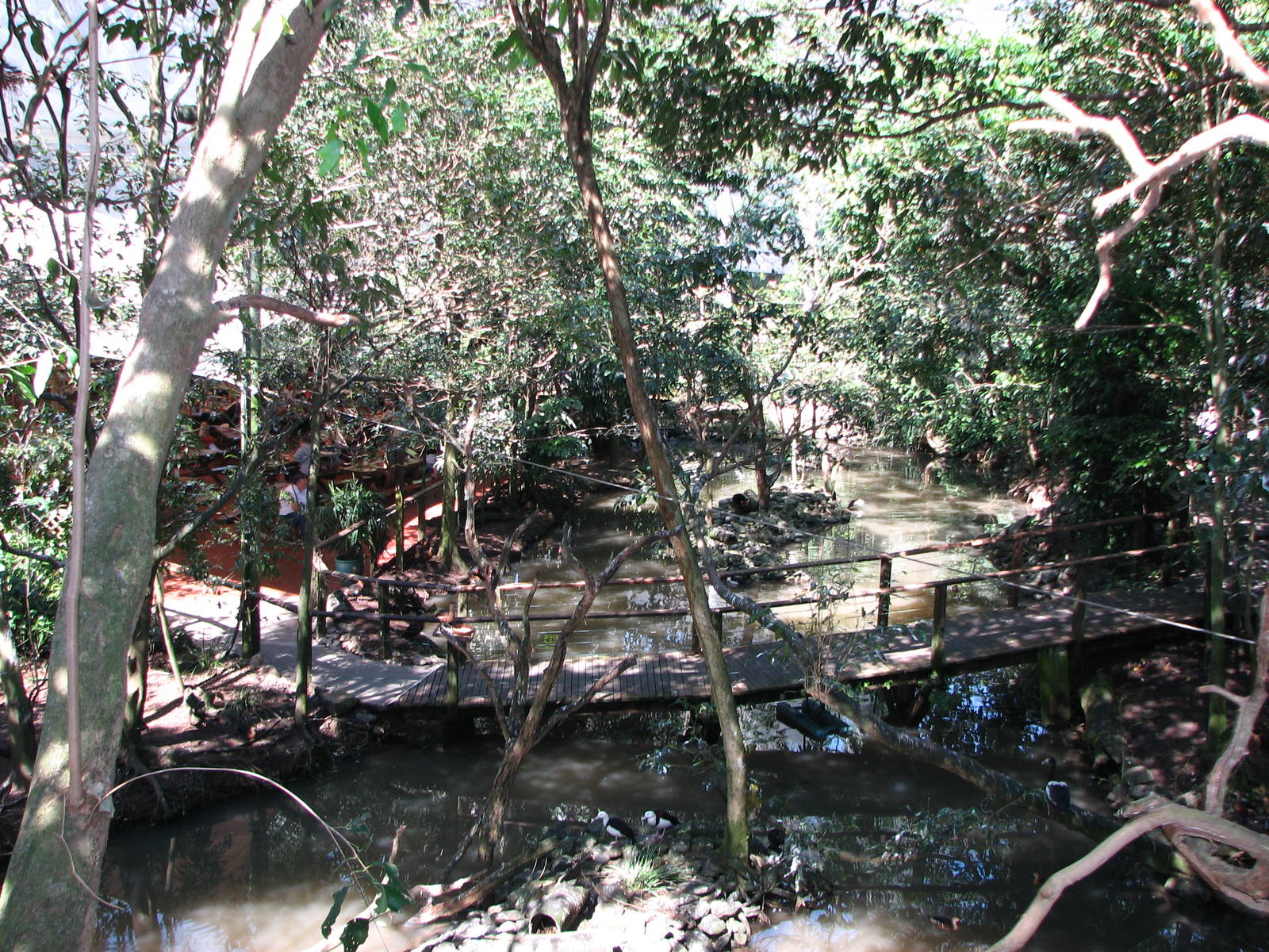 The Rainforest Habitat - Inside the walk-through aviary