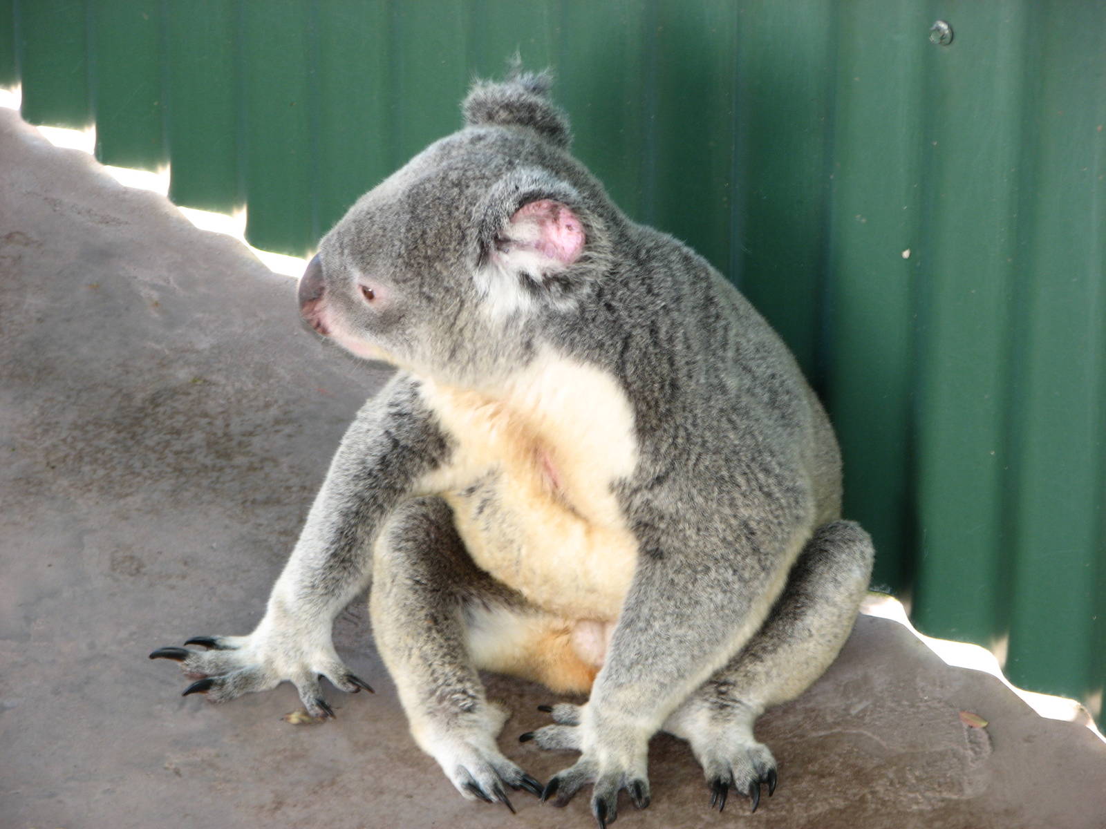 The Rainforest Habitat - Koala on concrete