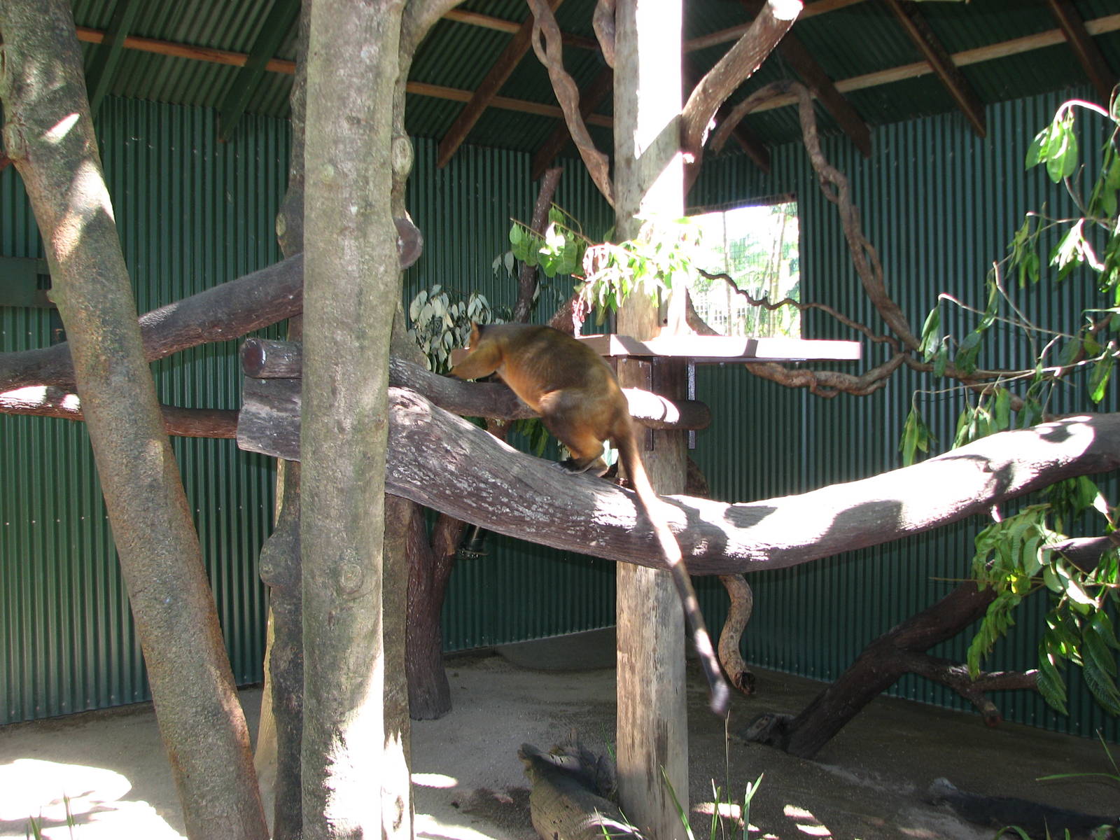 The Rainforest Habitat - Lumholtz Tree Kangaroo