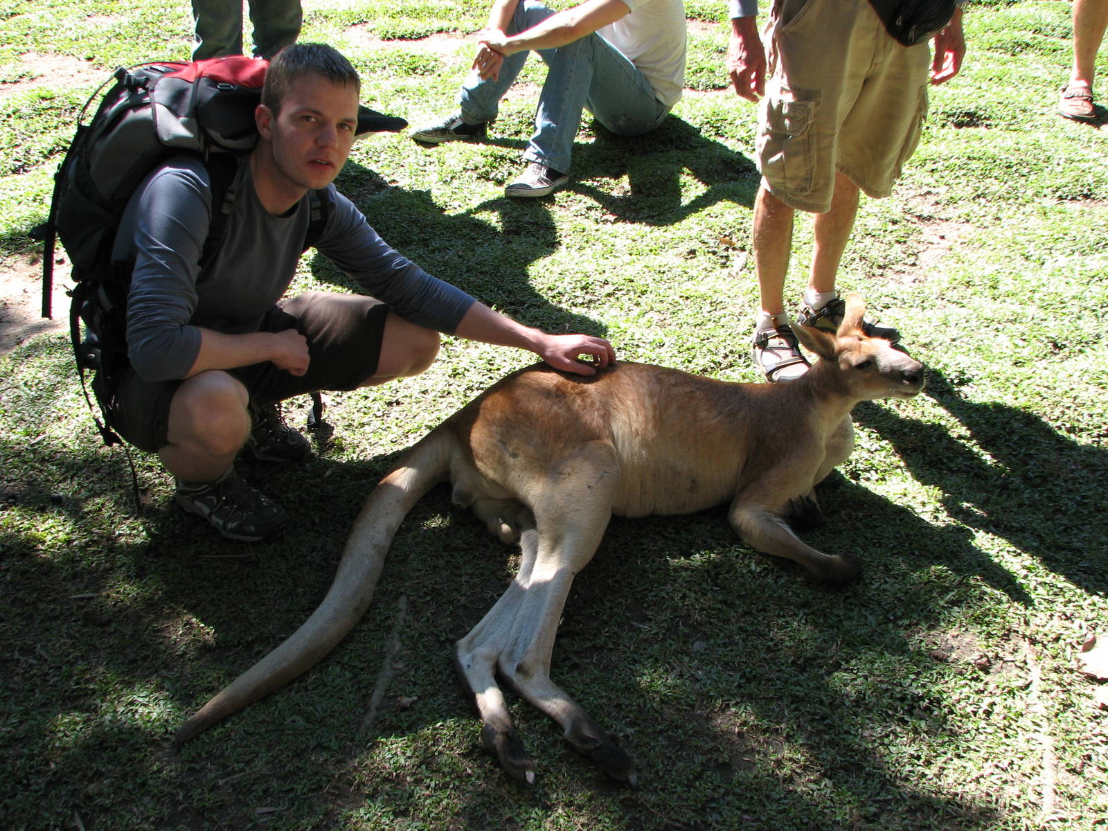 The Rainforest Habitat - Me and an Eastern Gray Kangaroo