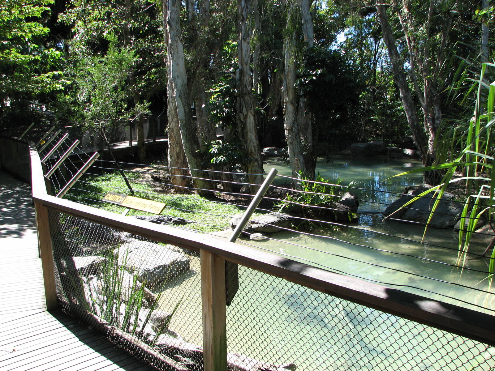 The Rainforest Habitat - Saltwater Crocodile exhibit