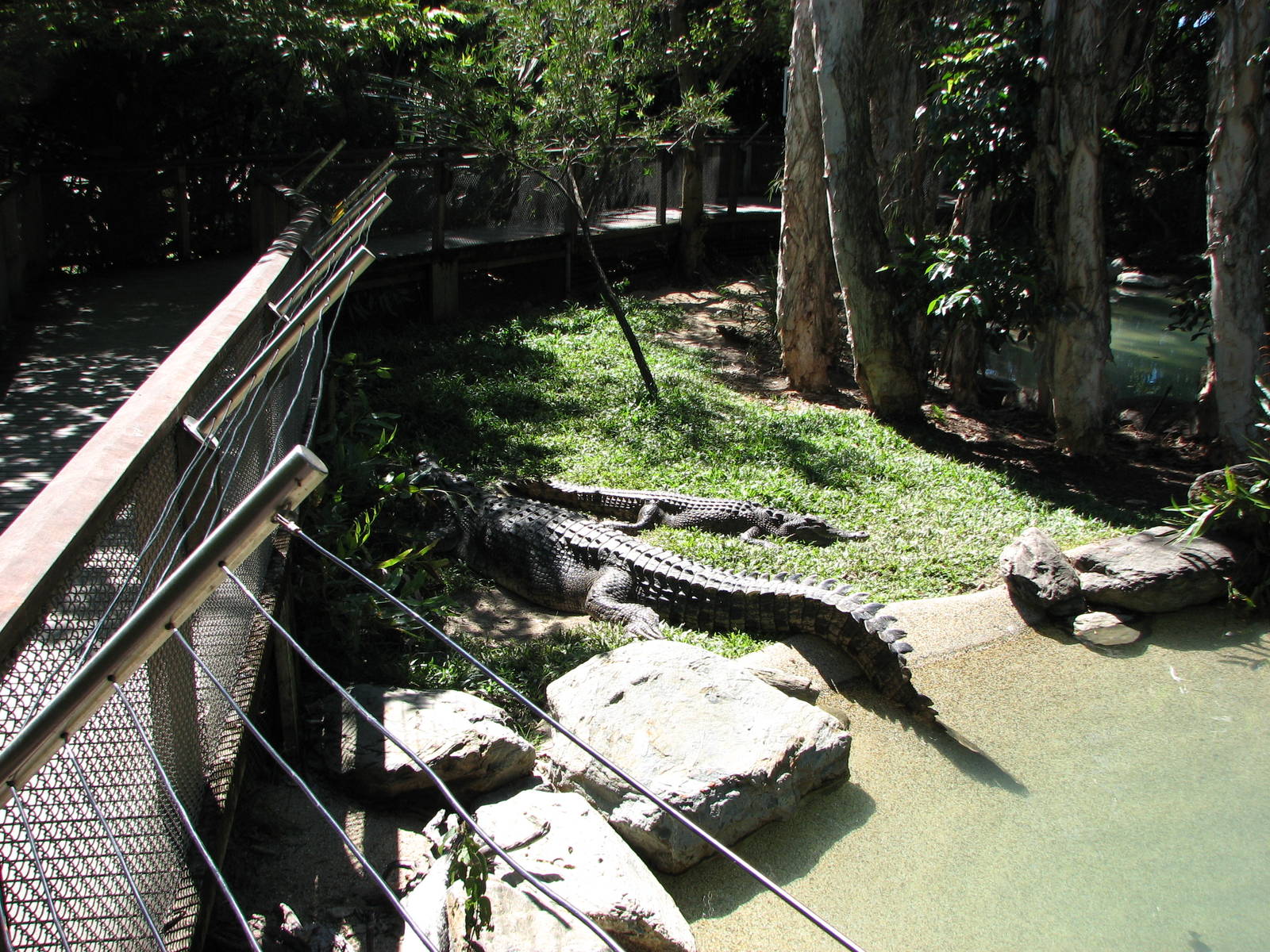 The Rainforest Habitat - Saltwater Crocodile exhibit