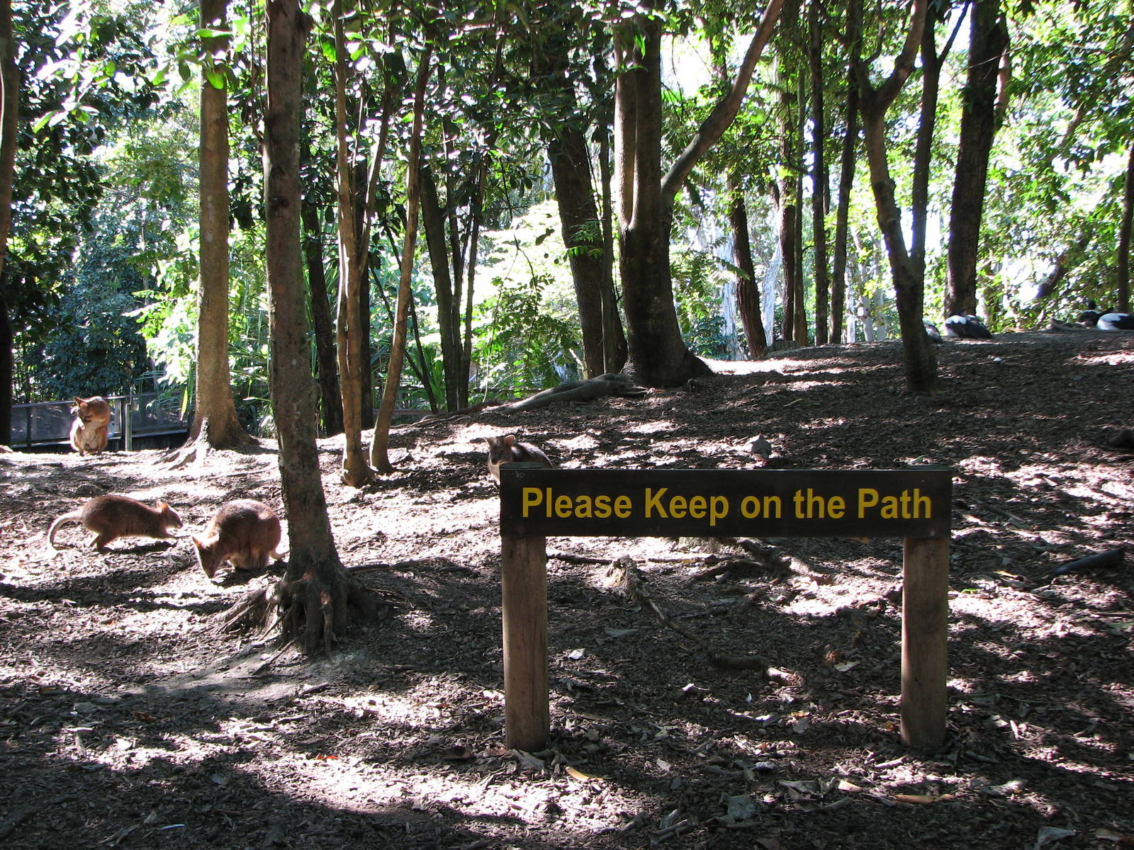 The Rainforest Habitat - Walk-through Kangaroo and Wallaby enclosure