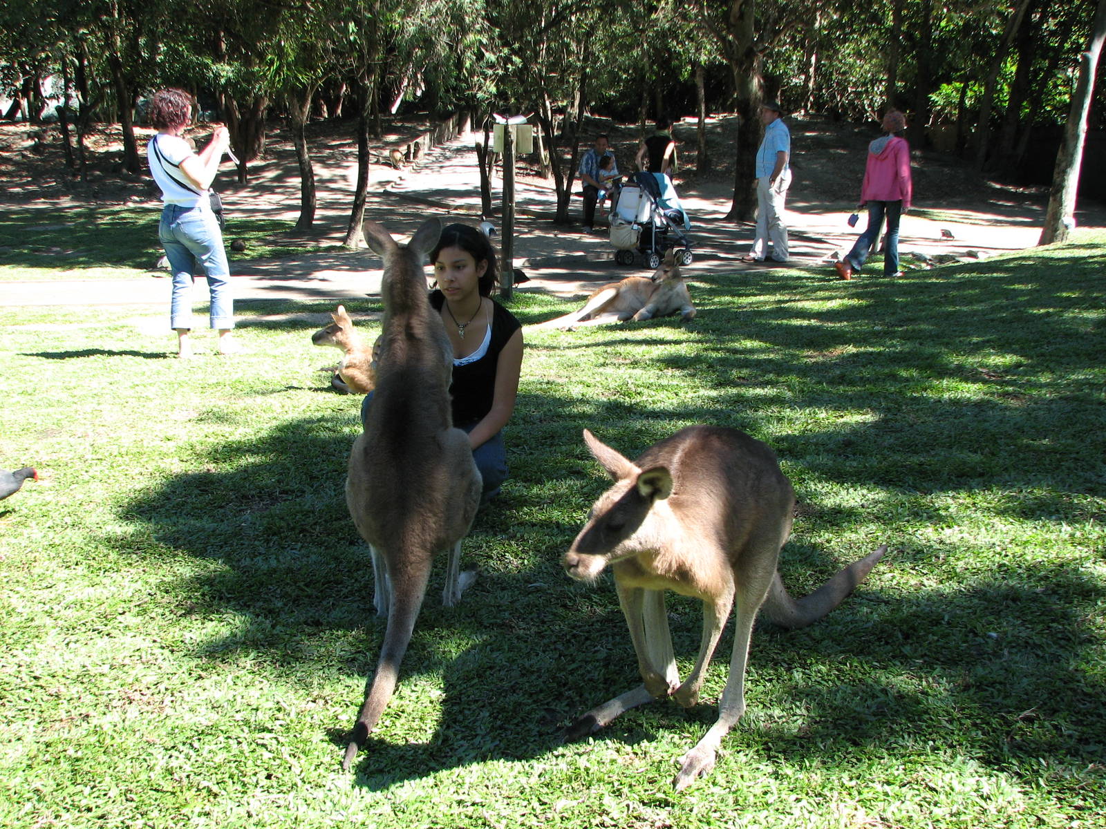 The Rainforest Habitat - Walk-through Kangaroo and Wallaby enclosure