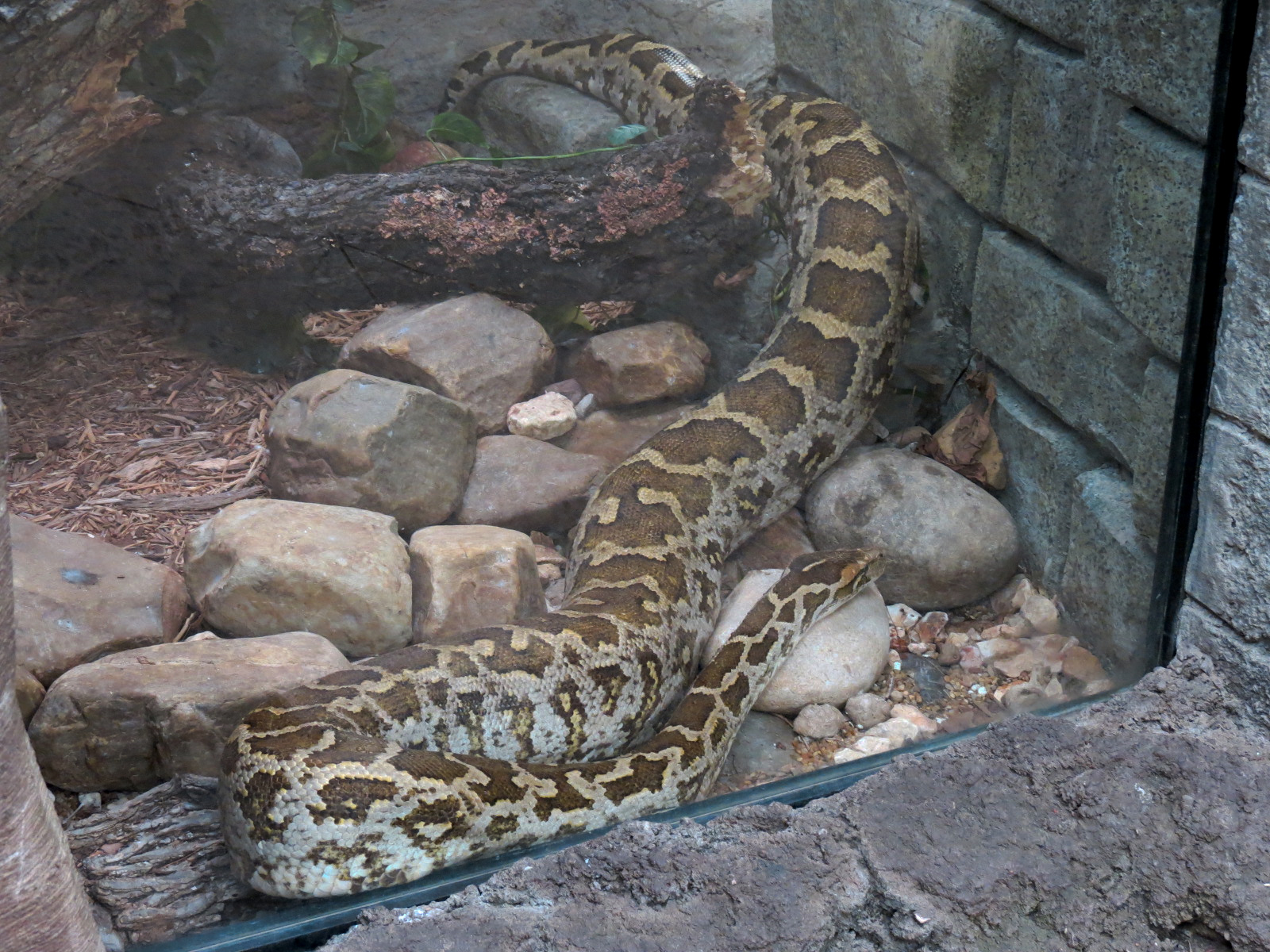 The Rainforest - Indian Python Exhibit