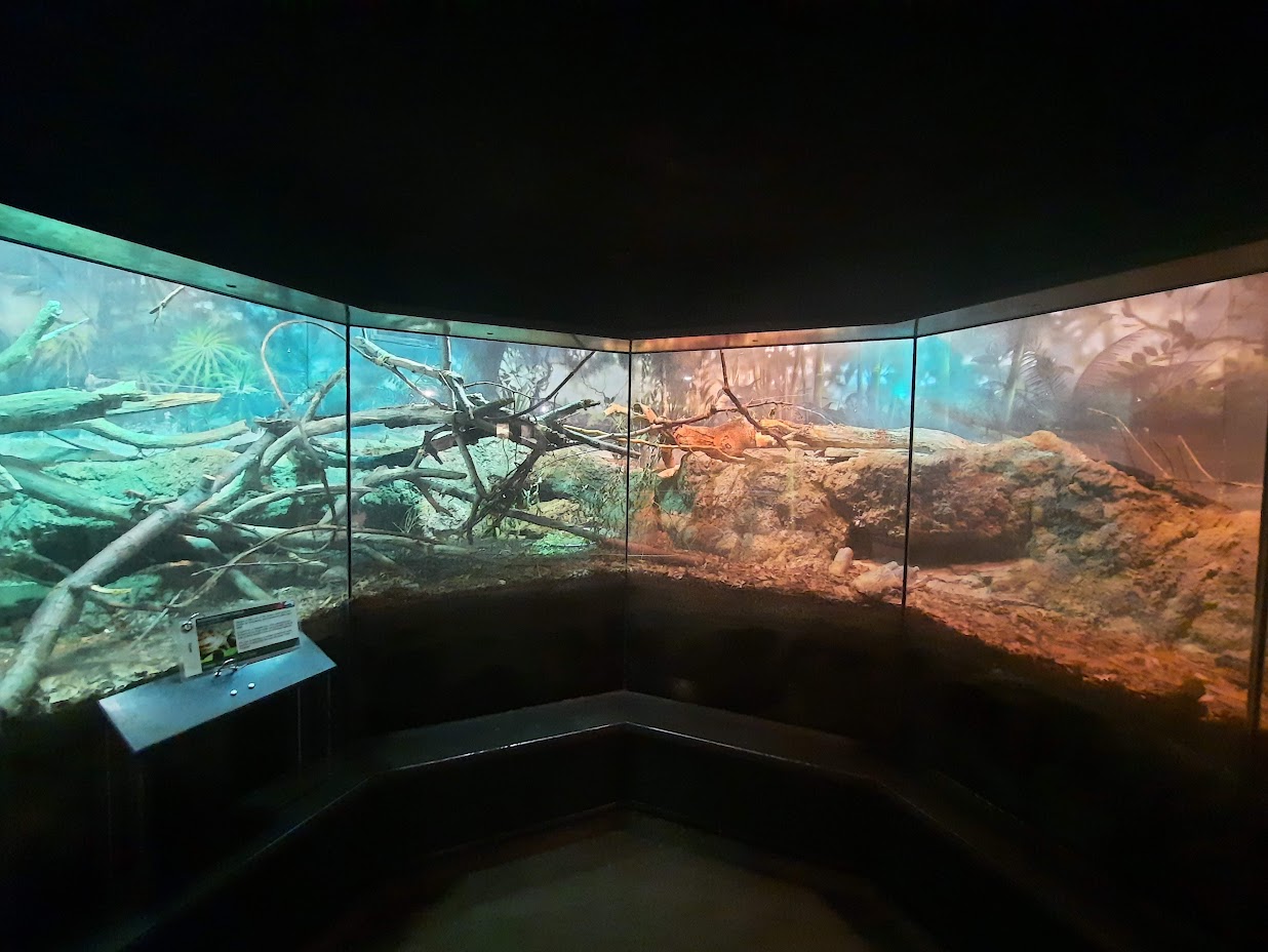 The RainForest - Indochinese Box Turtle