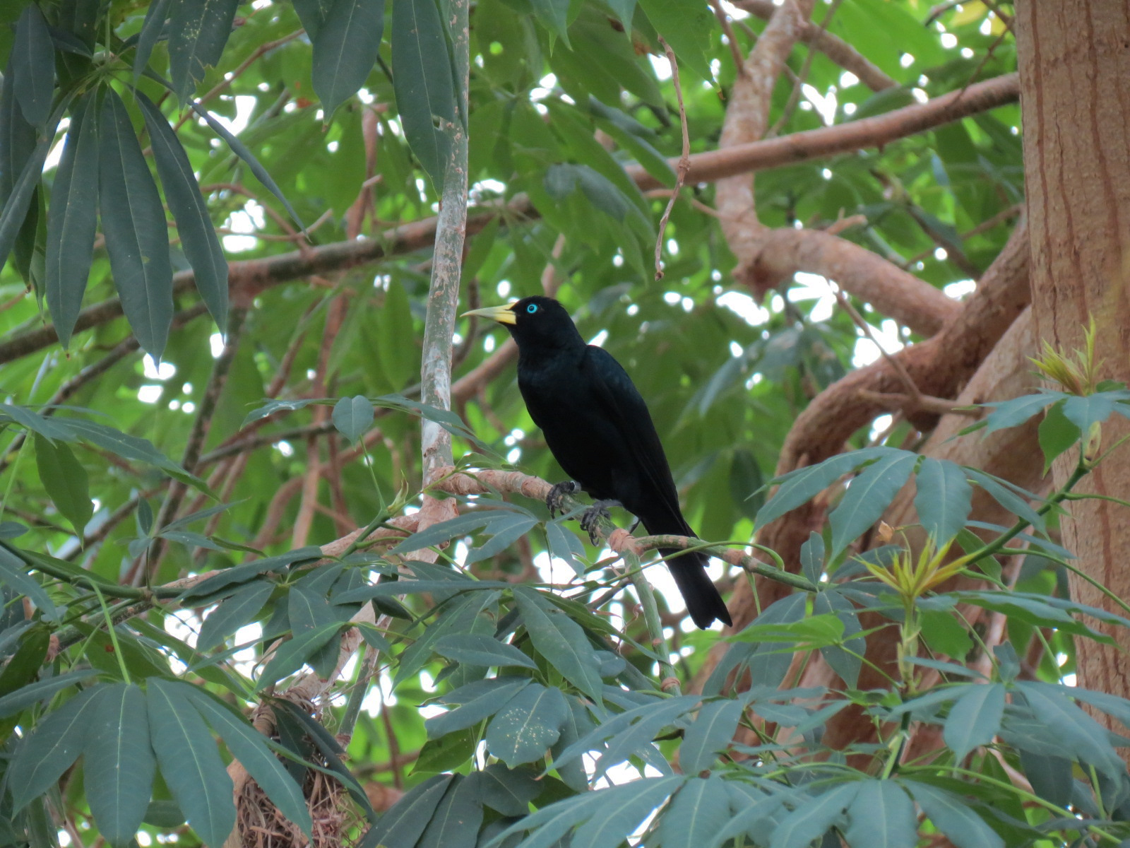 The Rainforest - Interior - Cacique
