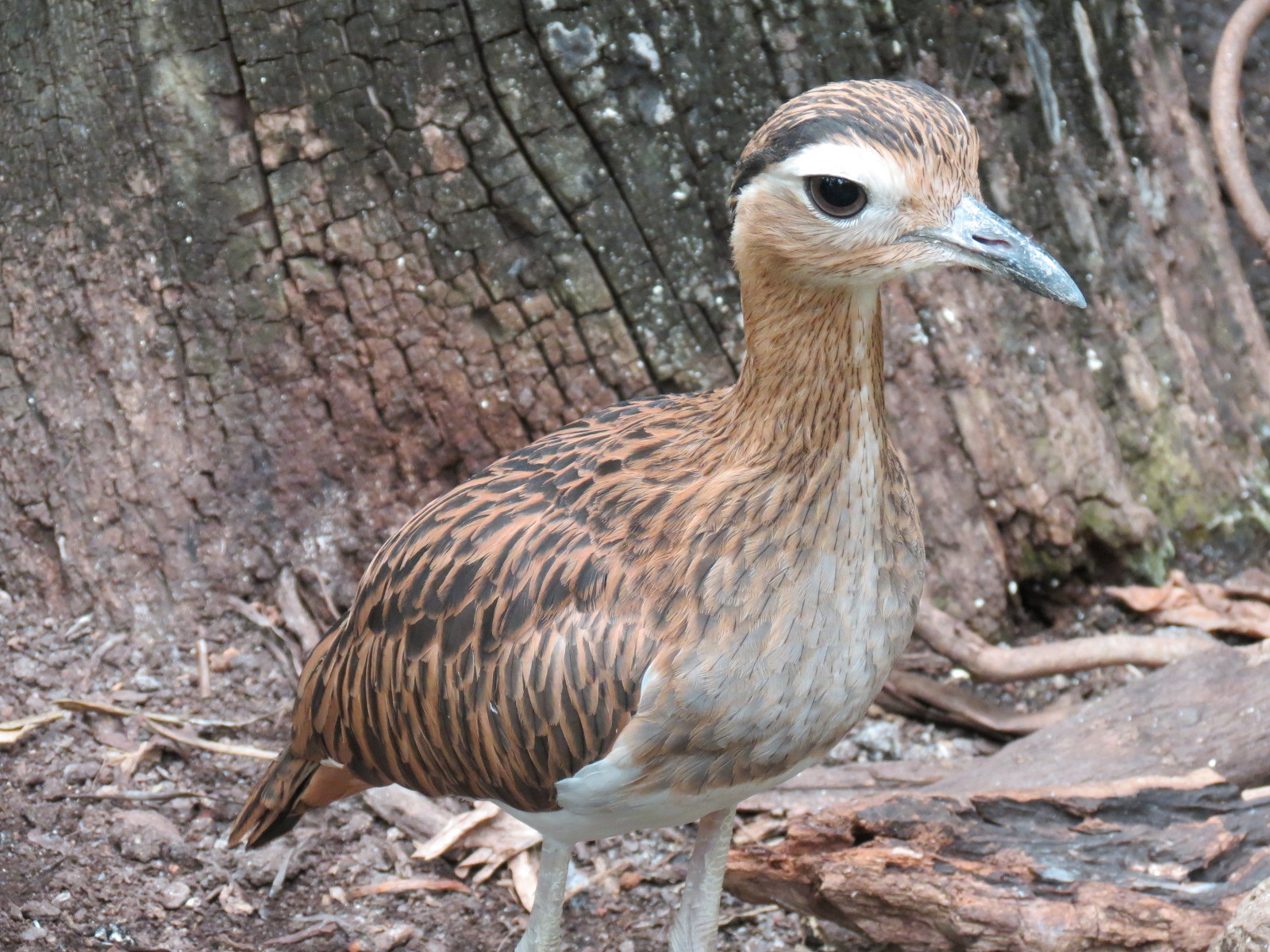 The Rainforest - Interior - Double-striped Thick-knee