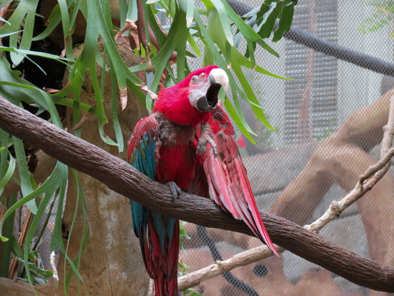The Rainforest - Interior - Greenwinged Macaw