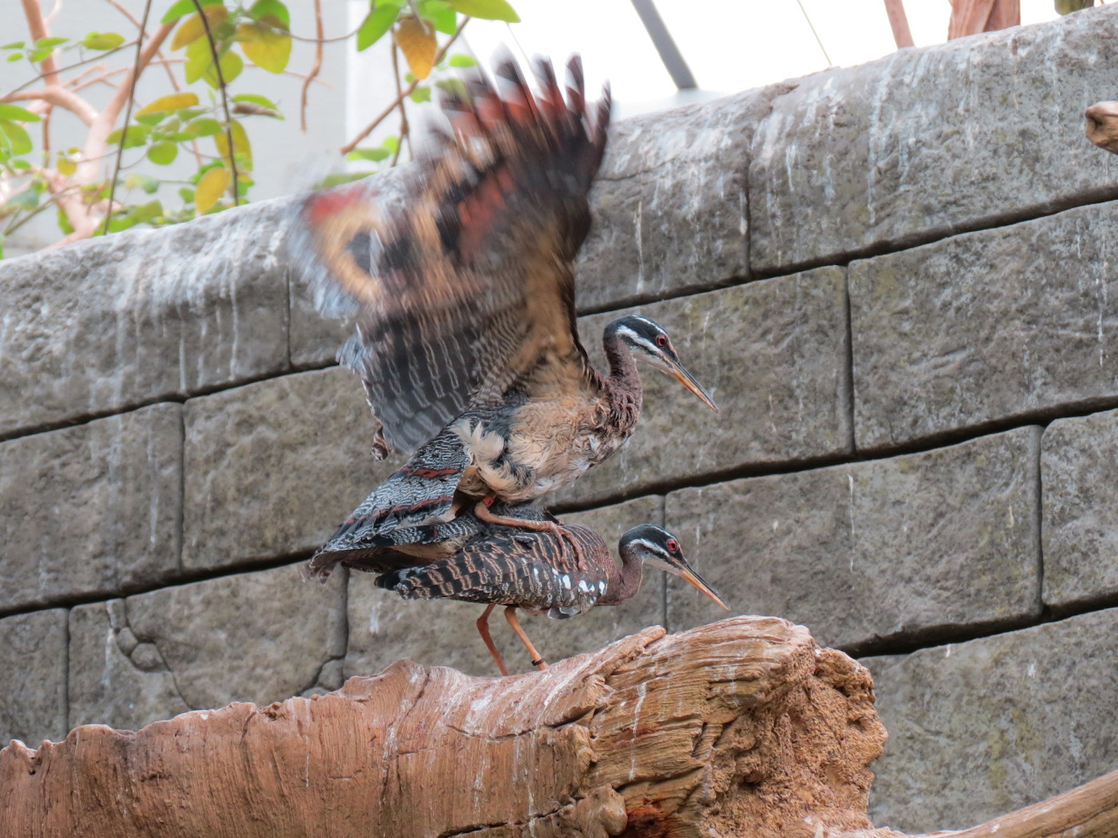 The Rainforest - Interior - Sunbittern