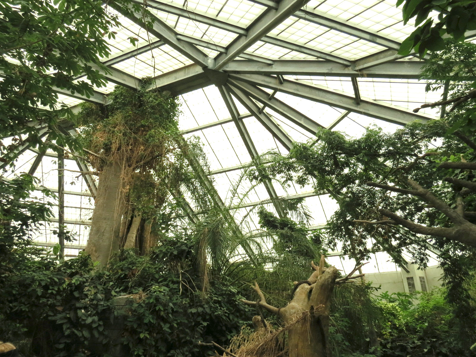 The Rainforest - Interior