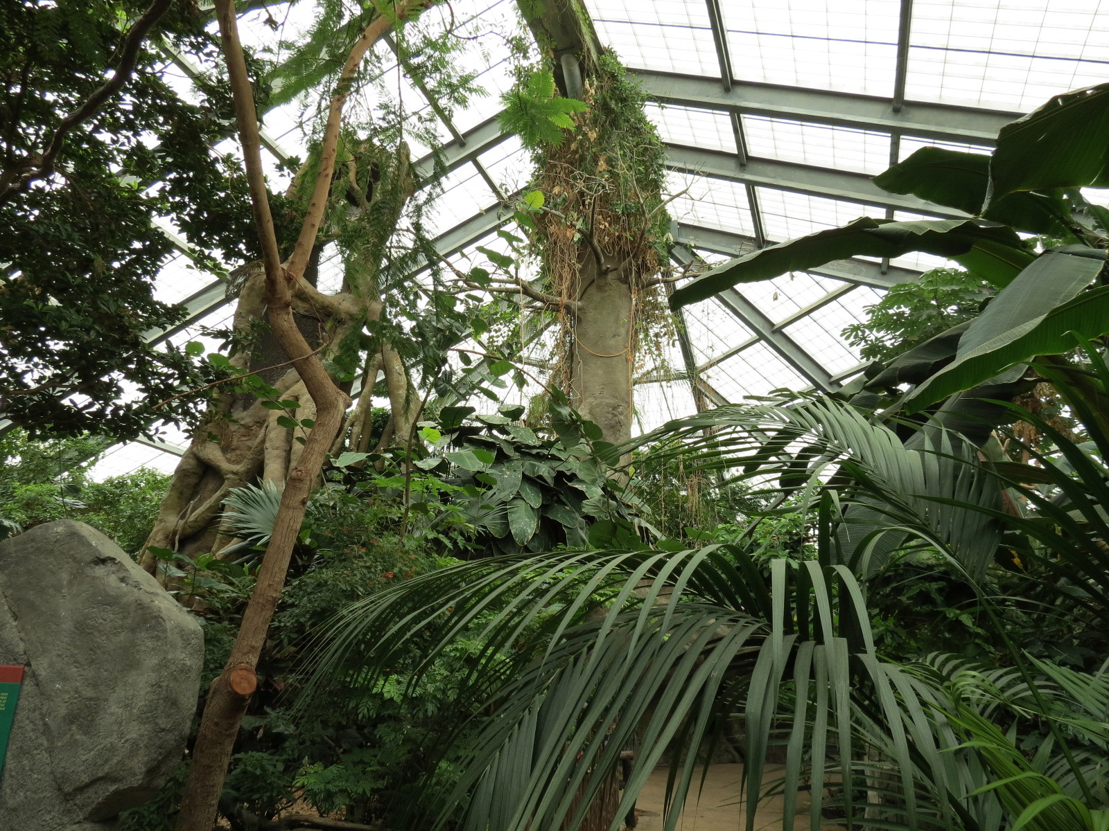 The Rainforest - Interior