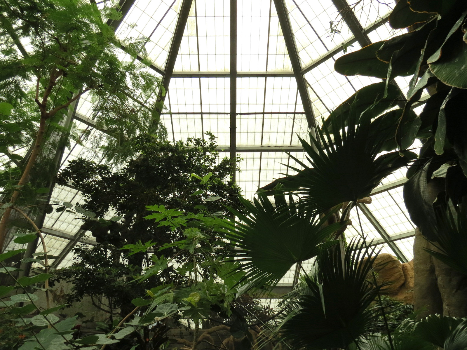 The Rainforest - Interior