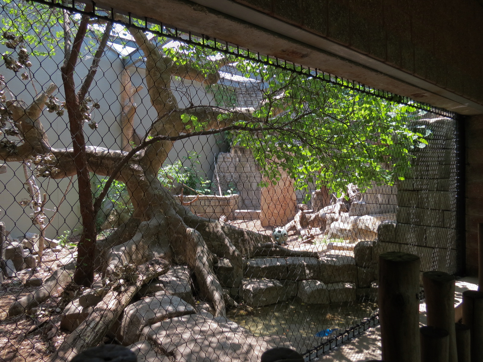 The Rainforest - Jaguar Exhibit