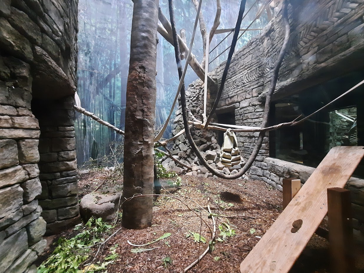 The RainForest - Lower Langur Exhibit 1