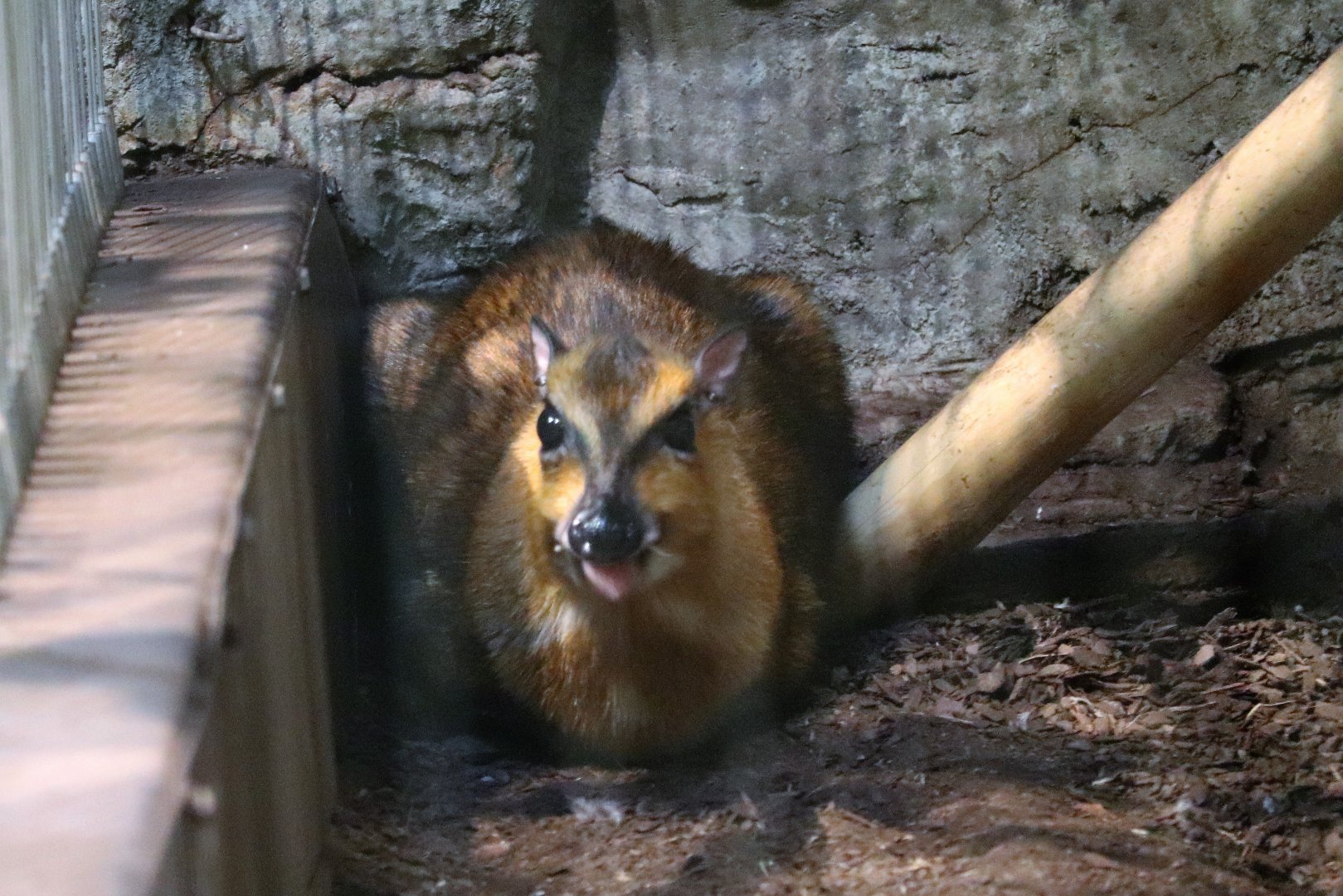The RainForest - Malayan Chevrotain