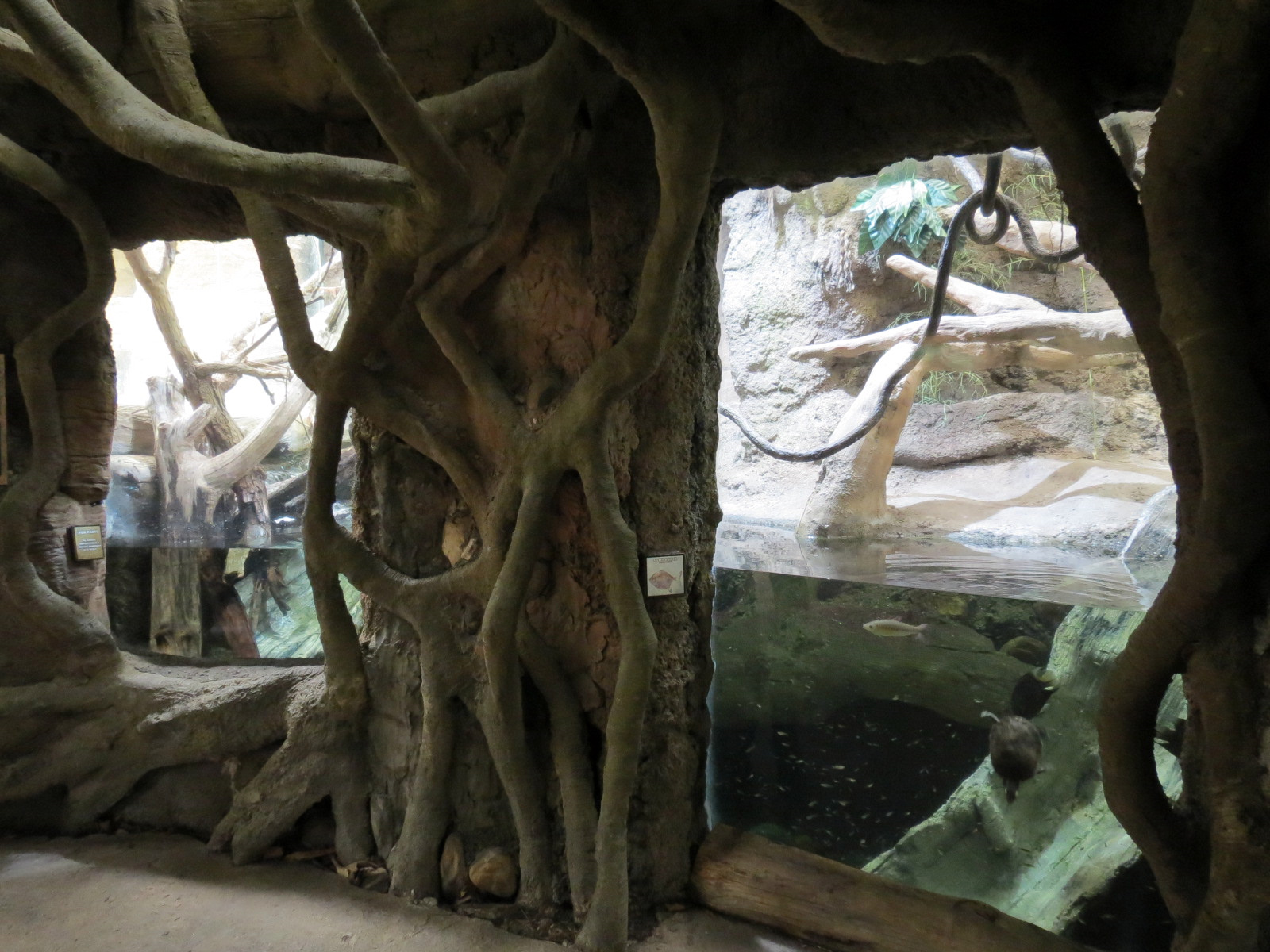 The Rainforest - Malaysian Giant Turtle and Others Exhibit