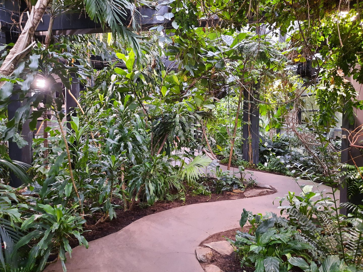 The RainForest - Medicine Trail Pathway