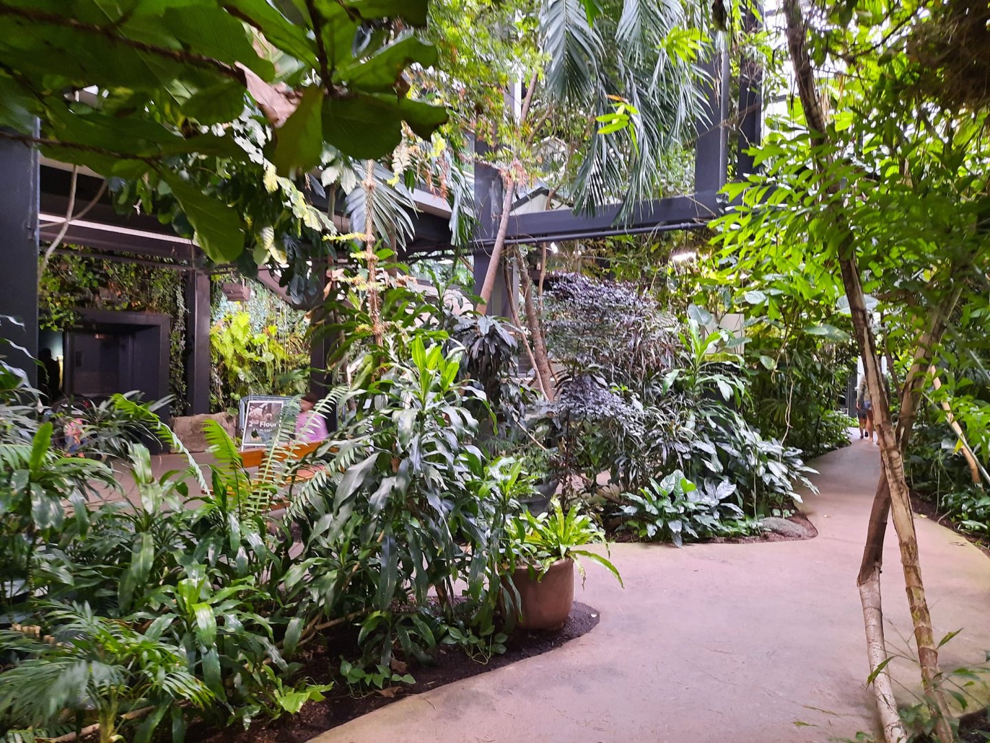 The RainForest - Medicine Trail to Lower Forest