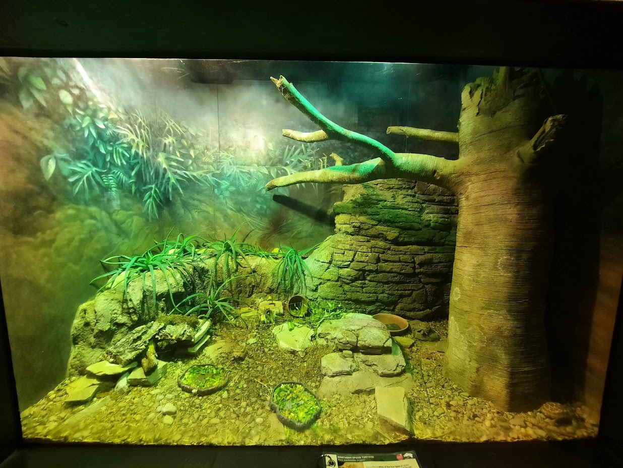 The RainForest - Northern Spider Tortoise