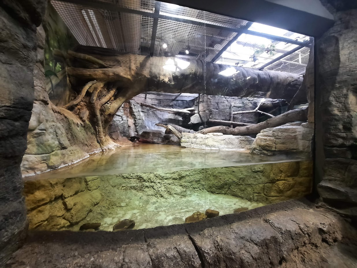 The RainForest - Ocelot Underwater Viewing