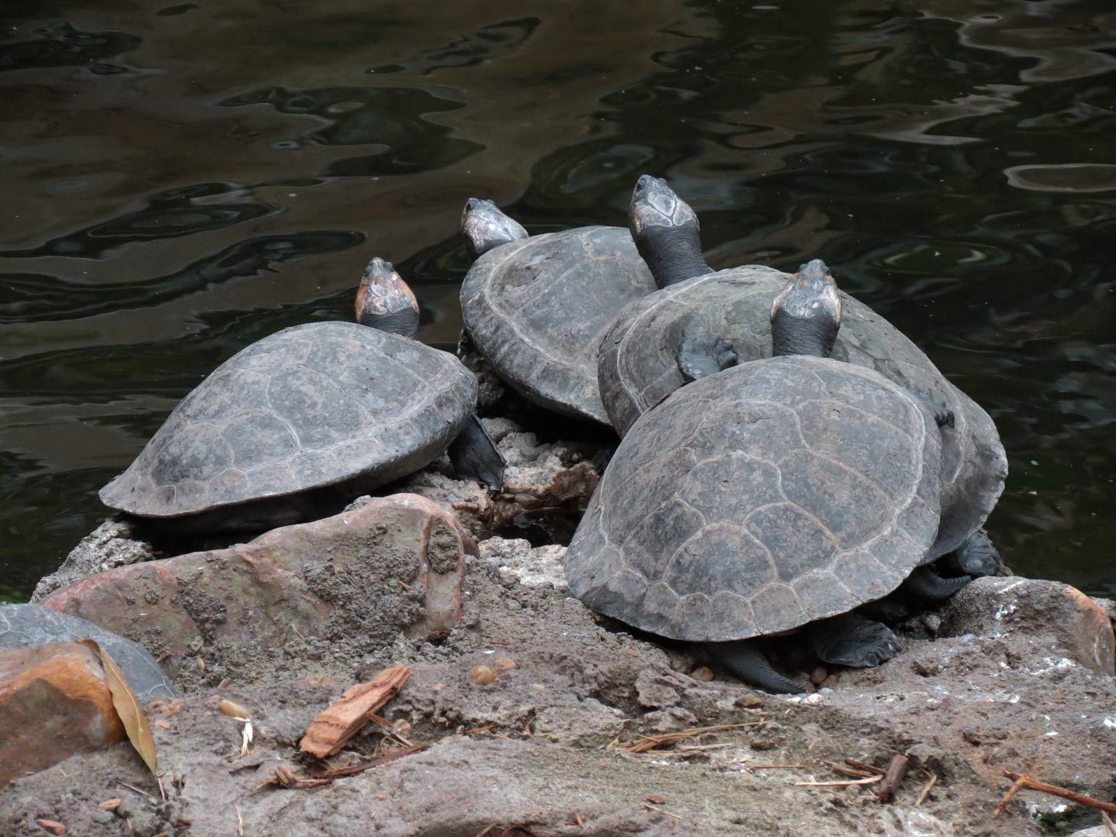 The Rainforest - Pond - Giant South American River Turtle