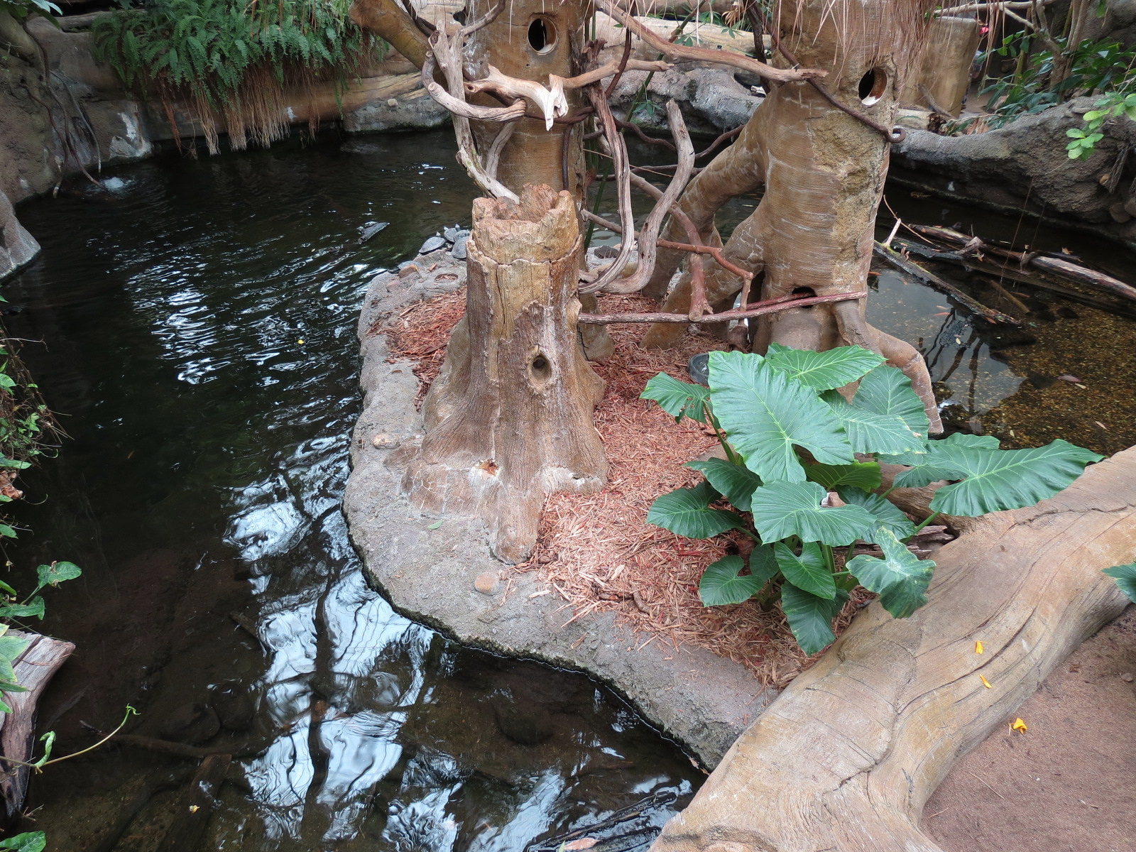 The Rainforest - Pond