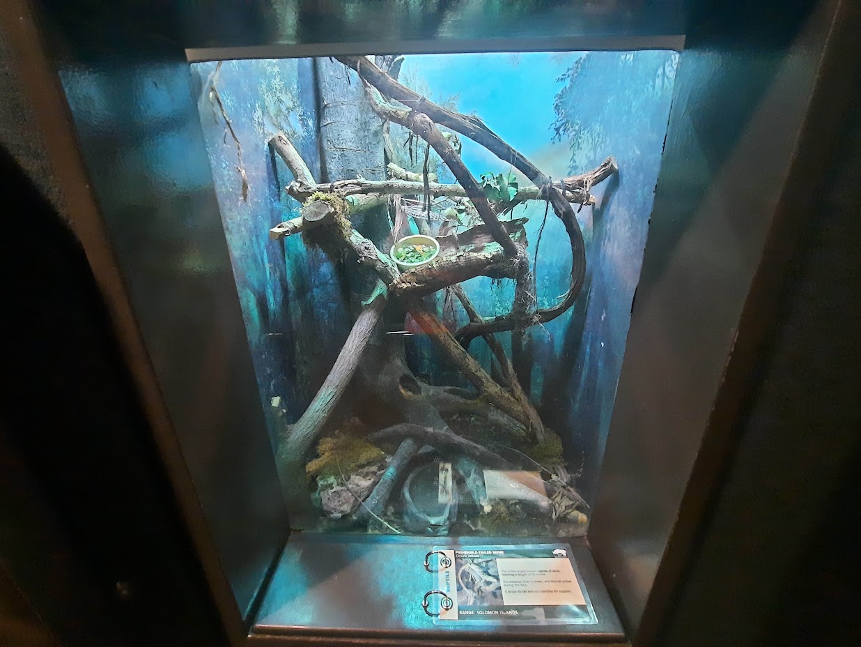 The RainForest - Prehensile Tail Skink