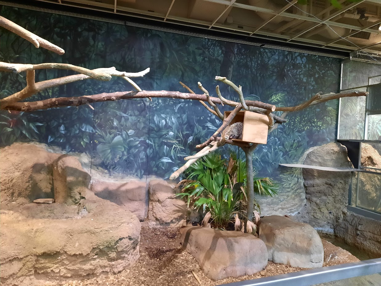 The RainForest - Prehensile Tailed Porcupine Exhibit