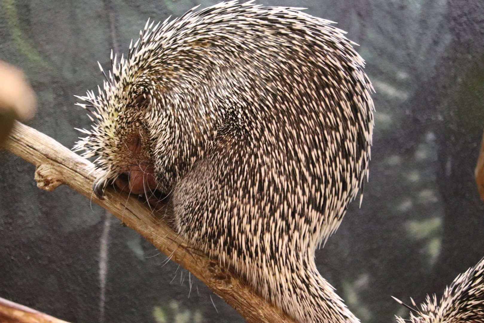 The RainForest - Prehensile-Tailed Porcupine