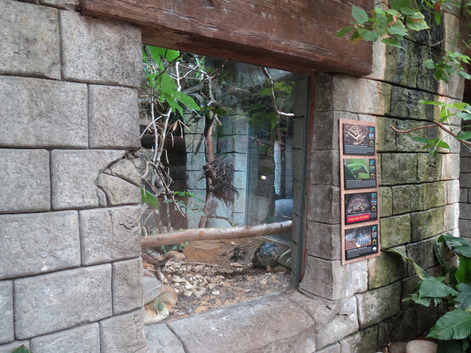 The Rainforest - Radiated Tortoise and Others Exhibit