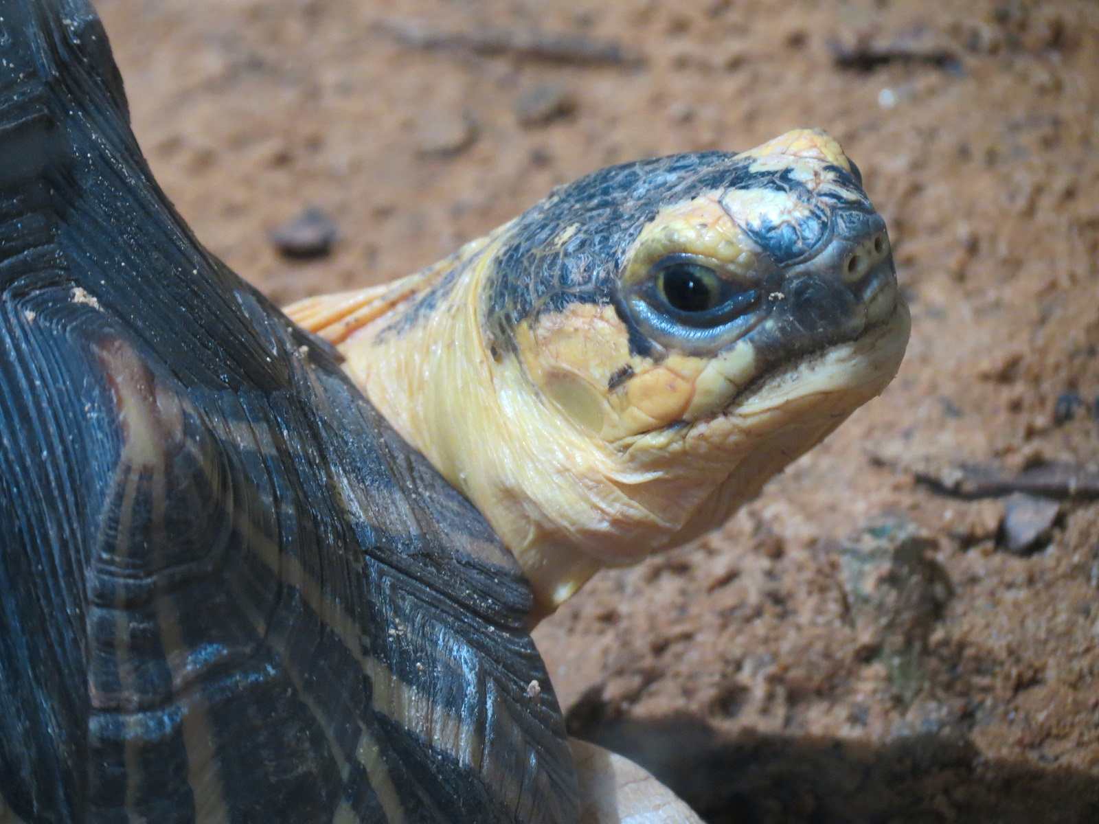 The Rainforest - Radiated Tortoise and Others Exhibit