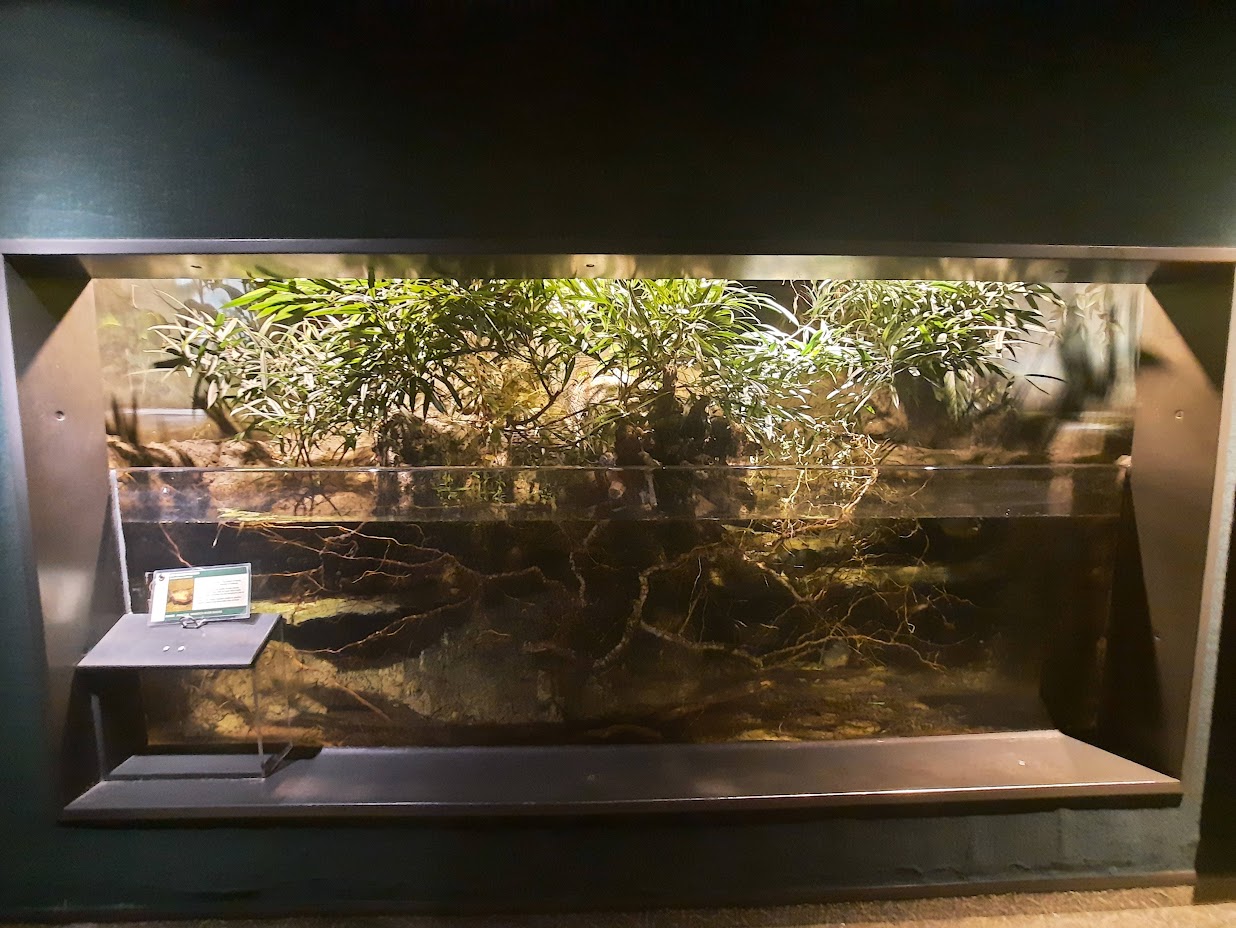 The RainForest - Red Bellied Piranha