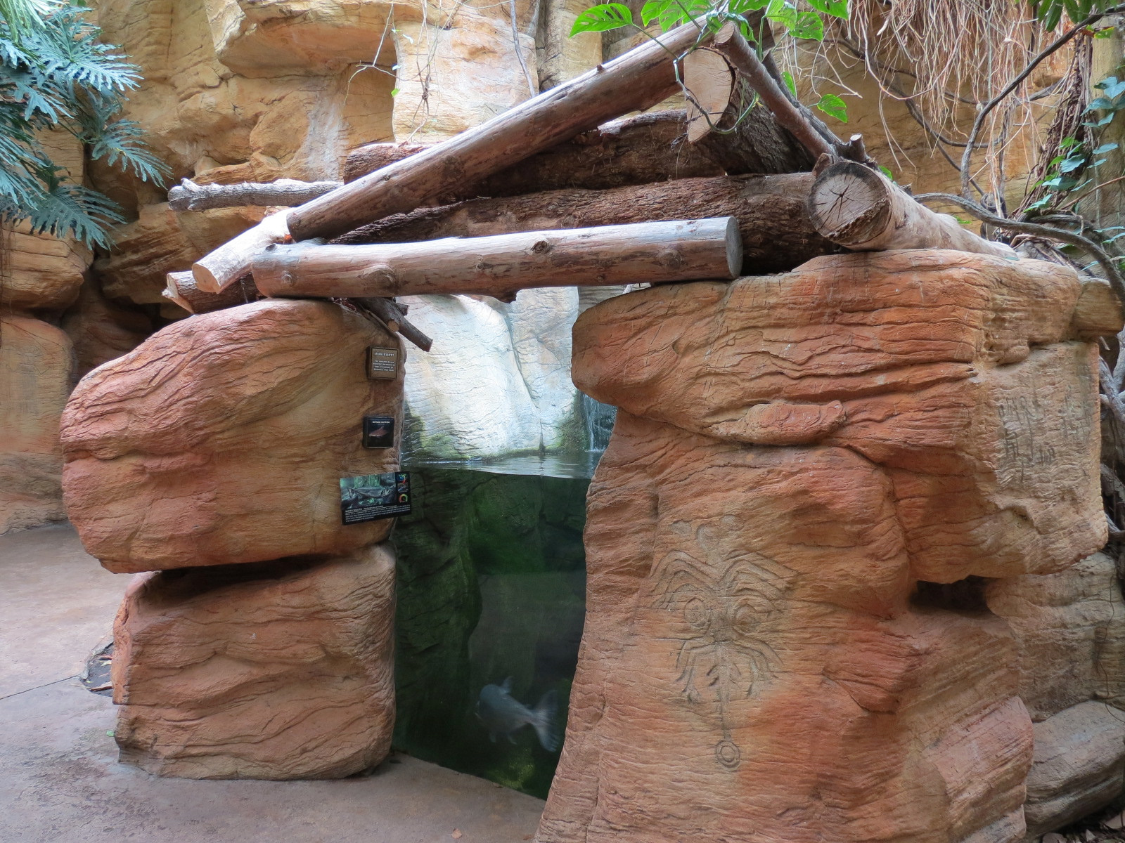 The Rainforest - Ripsaw Catfish and Water Wolves Exhibit