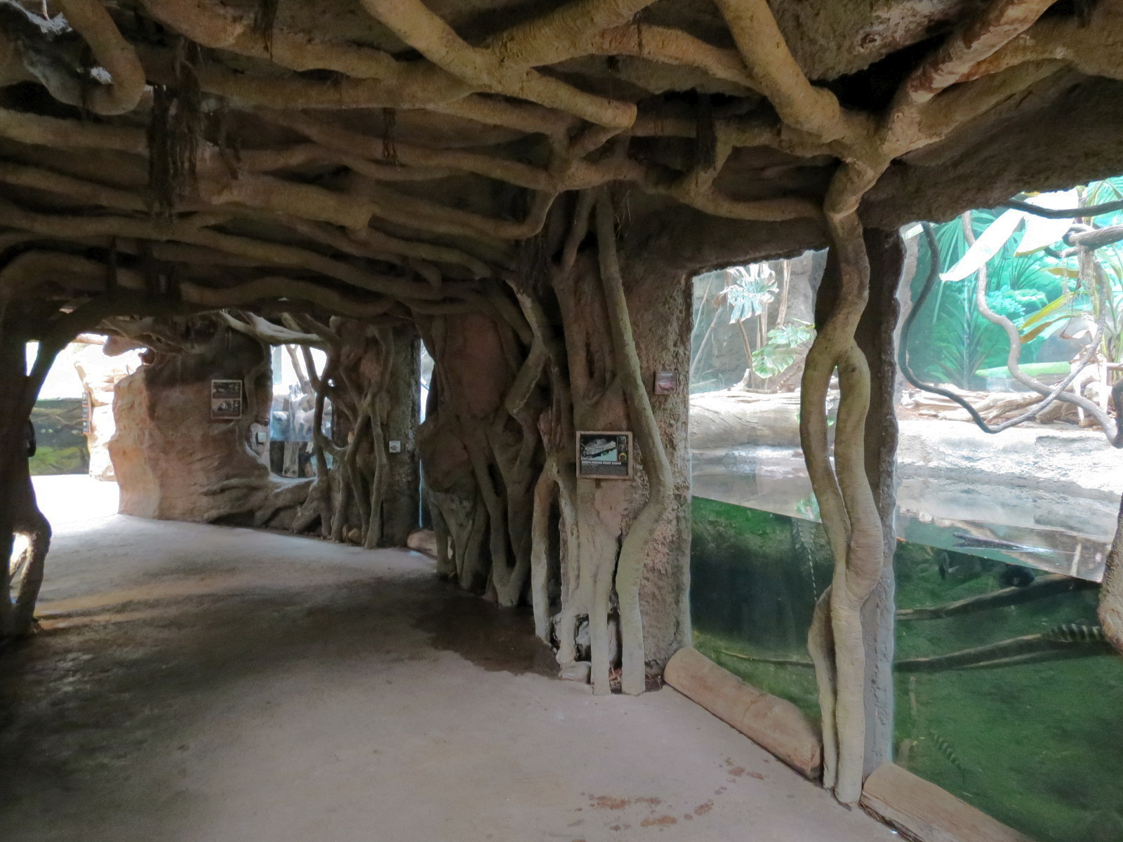 The Rainforest - Smooth-fronted Dwarf Caiman and Others Exhibit