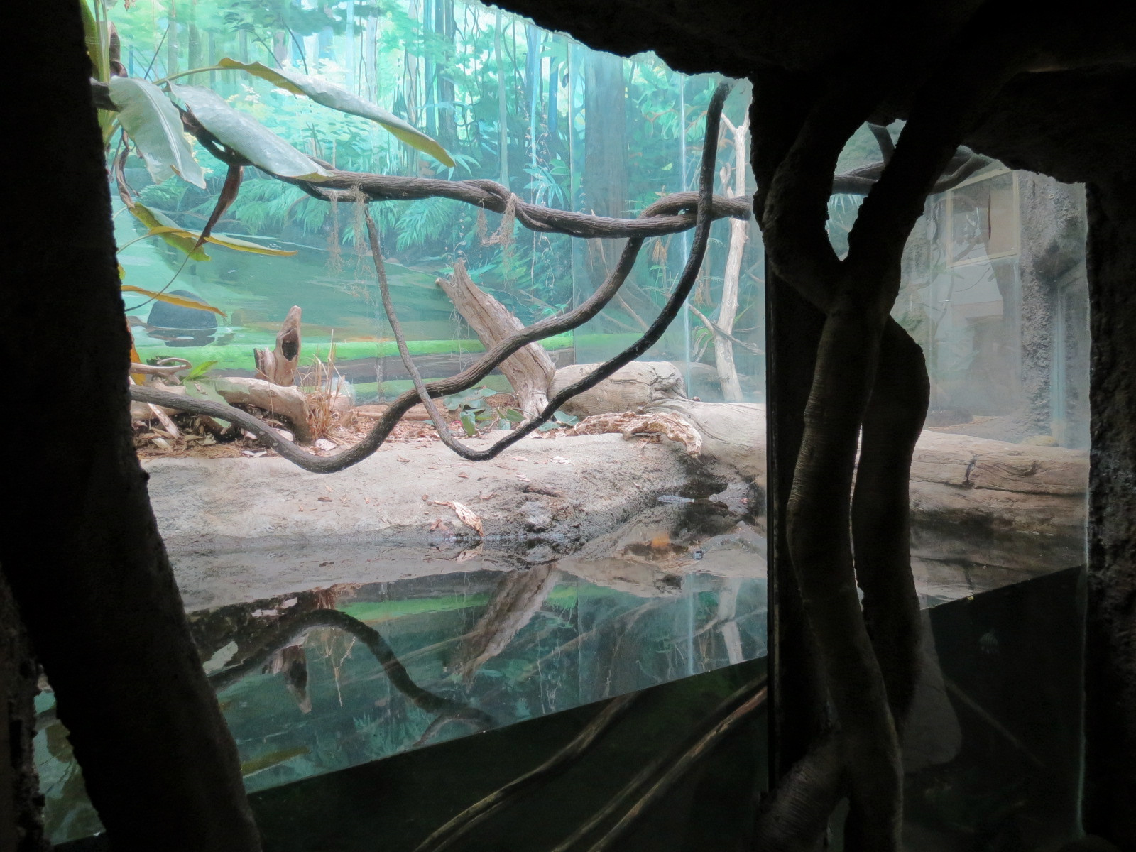 The Rainforest - Smooth-fronted Dwarf Caiman and Others Exhibit