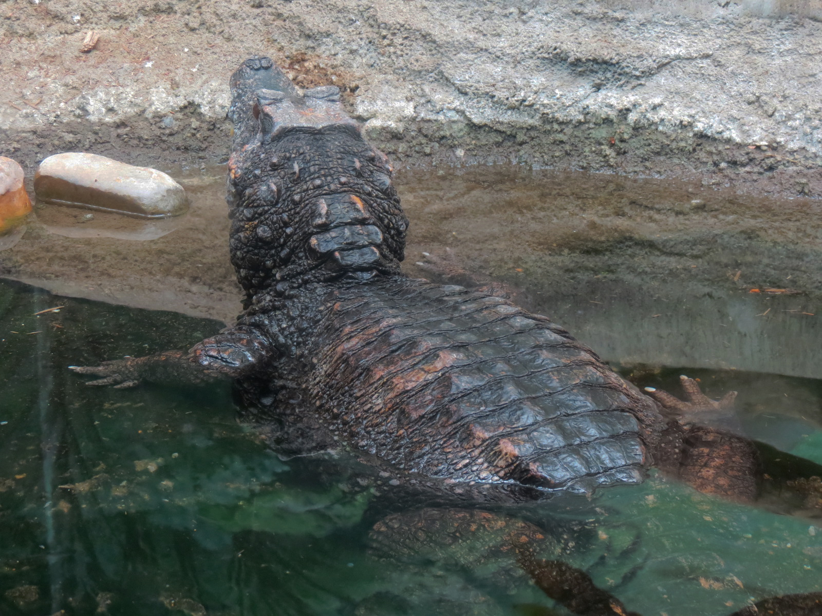 The Rainforest - Smooth-fronted Dwarf Caiman and Others Exhibit