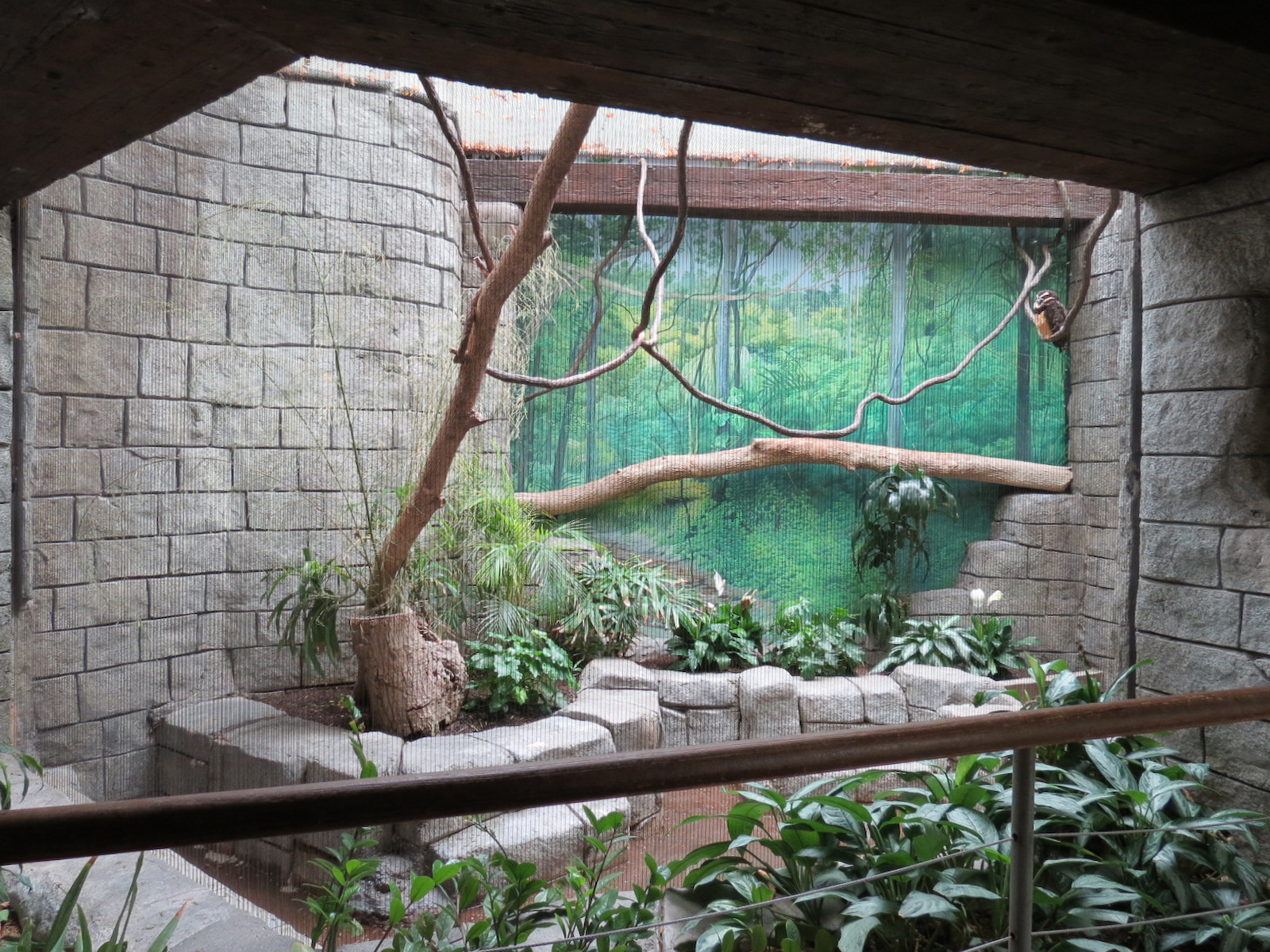 The Rainforest - Spectacled Owl Exhibit