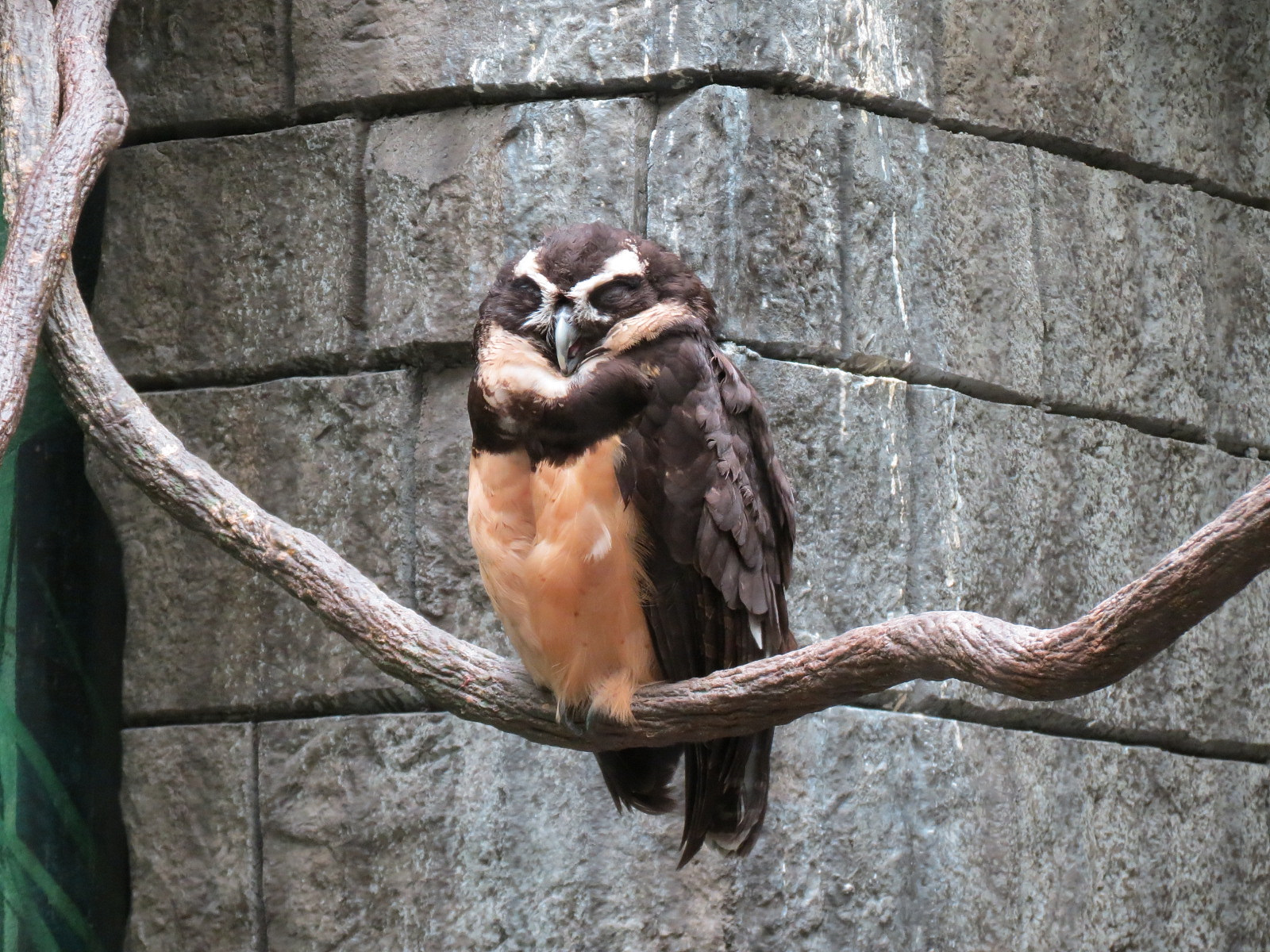 The Rainforest - Spectacled Owl Exhibit