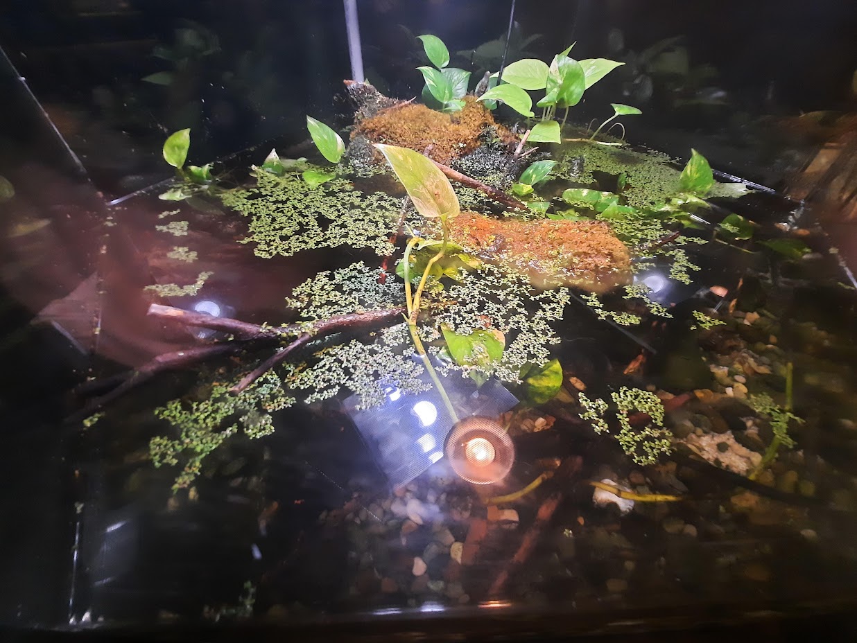 The RainForest - Tentacled Snake