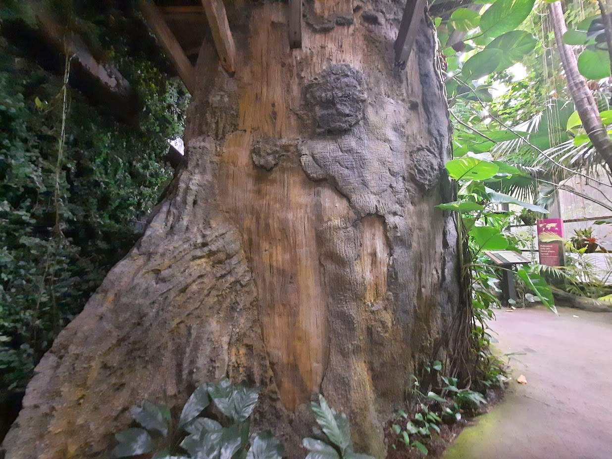 The RainForest - Tree Stairs