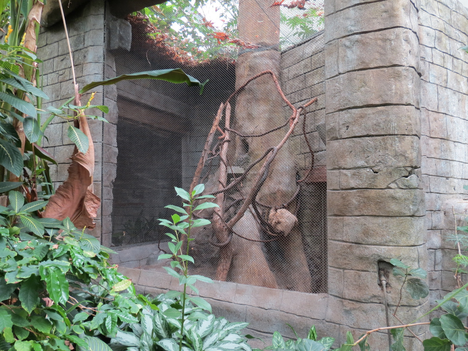 The Rainforest - Two-toed Sloth Exhibit