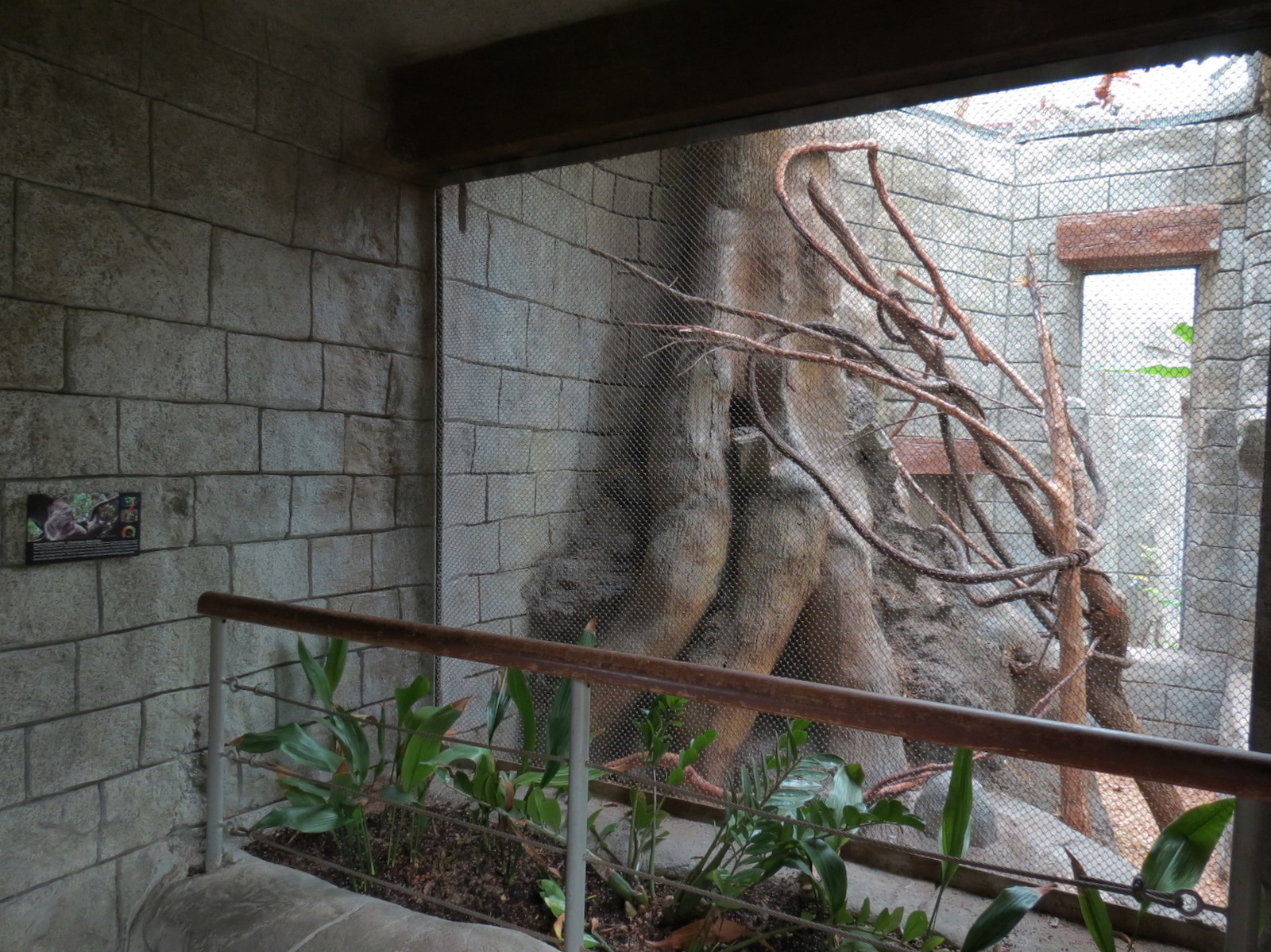 The Rainforest - Two-toed Sloth Exhibit