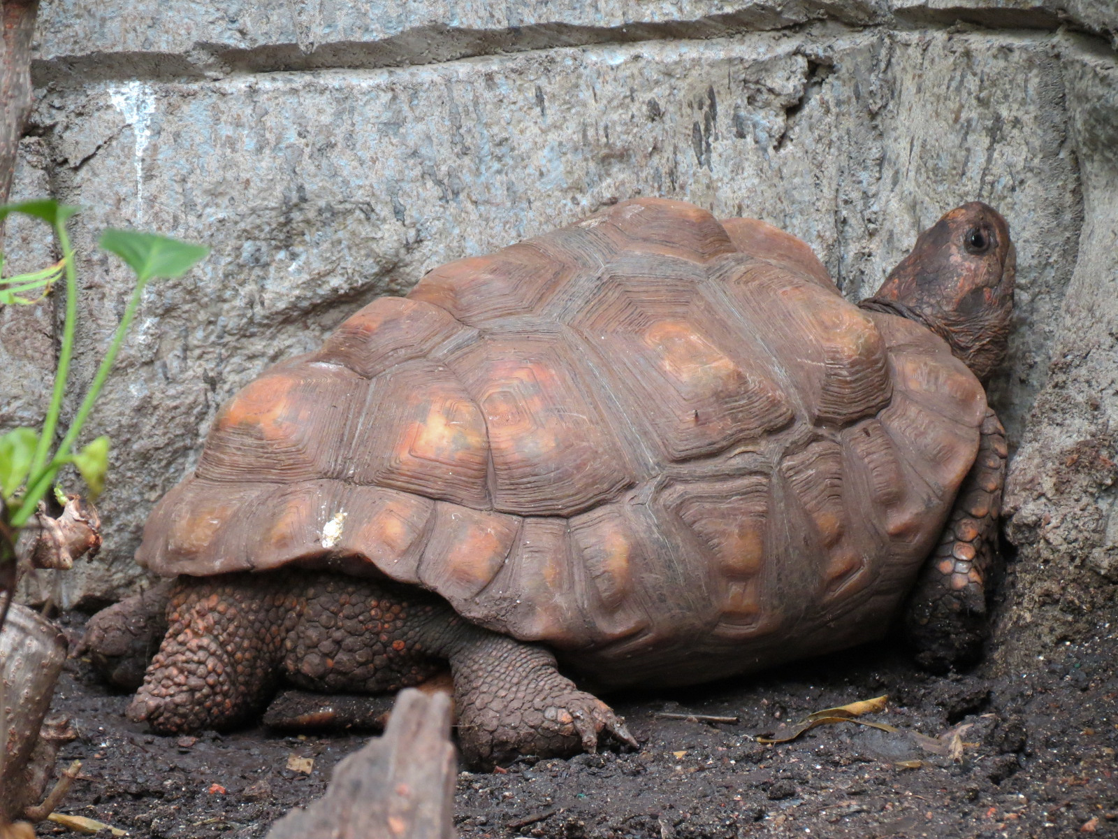 The Rainforest - Yellow-footed Tortoise Exhibit