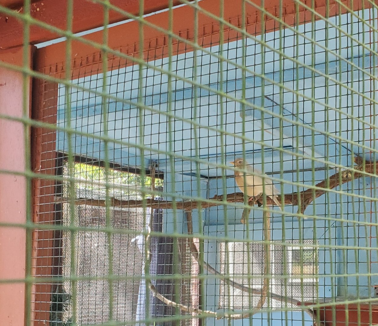 The Raptor Trust (2022) - American Robin (leucistic)