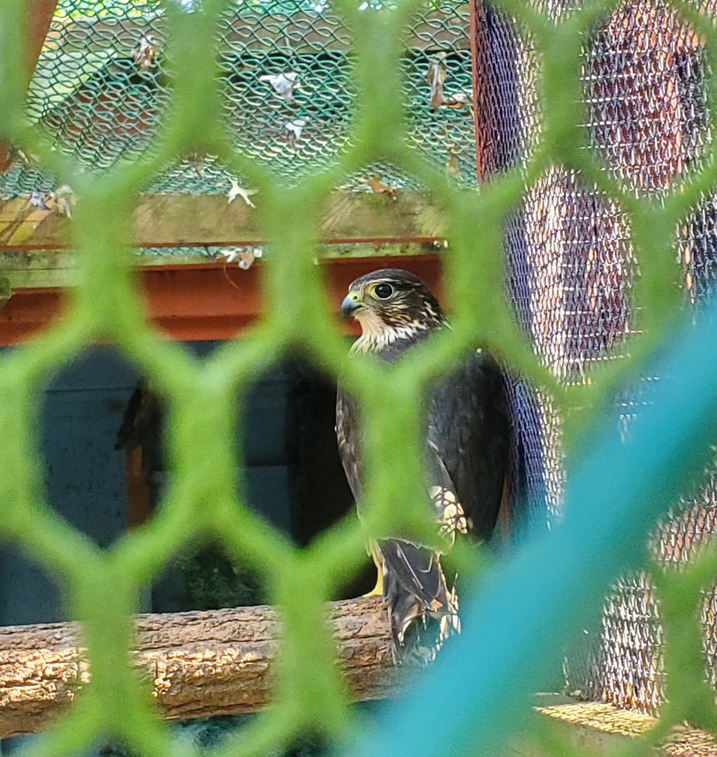 The Raptor Trust (2022) - Merlin Falcon